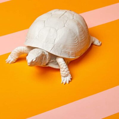 Turtle Box (White)