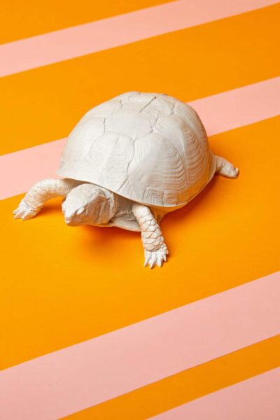 Turtle Box (White)